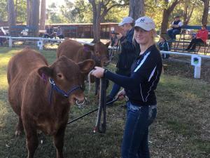 2019 South Coast Beef School Steer Spectacular 1703