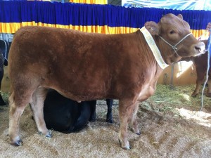 South Devon steer Melb show 2017 Team H The Bend Esthers calf (2) (768x1024)  