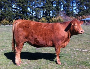 Torr Down Natalie 133 owned by G & H Lindsay, QLD     